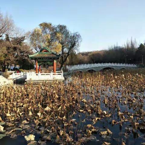 晚秋靓影