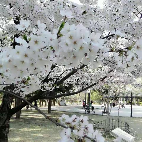 春天的脚步……