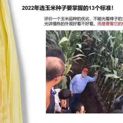 2022年选玉米种子要掌握的13个标准！