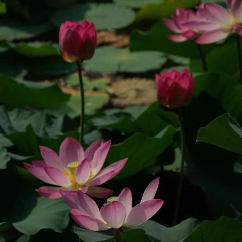 映日荷花别样红