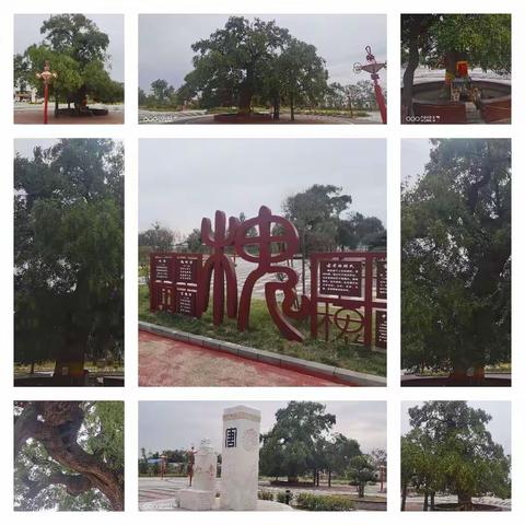 唐槐叶尤茂，关帝庙无存