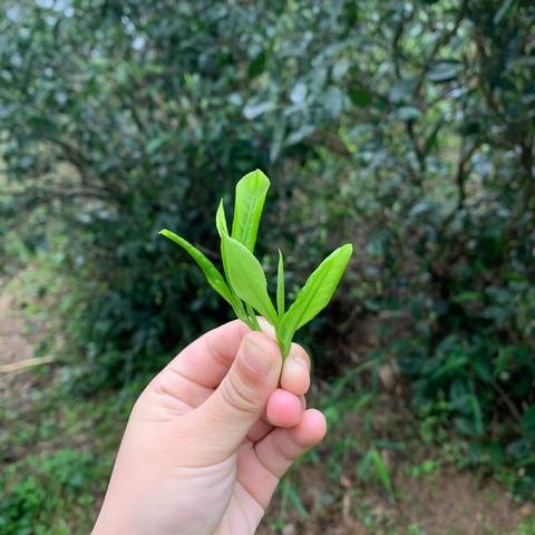 湘机小学2007班植物科普小课堂——走进春天，走进大自然