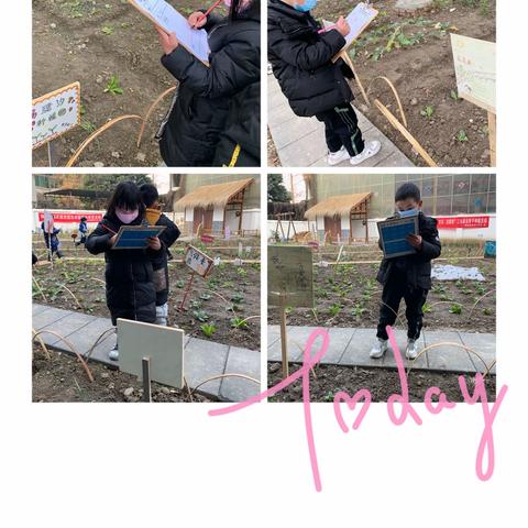 【幸福🥰花田观察记】