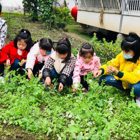 种植活动“幸福花田”《丰收豌豆》