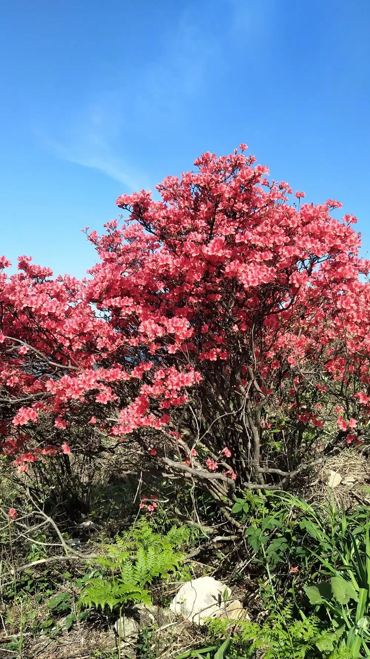 5.4绿春湖的杜鹃花海