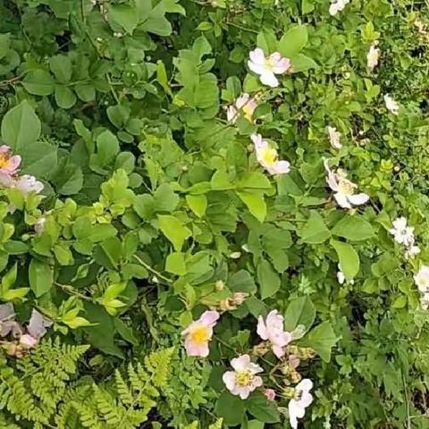 我劳动，我快乐！记北塔学校21109班劳动节假期生活