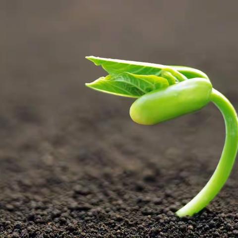 🍃爱绿 护绿 亲绿🍃