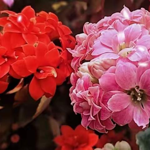 缤纷寒假相伴，自是生机盎然——生物学科寒假特色作业展示