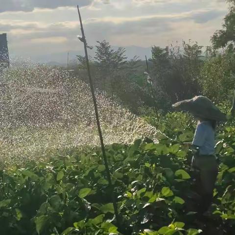 烈日下的“小蜜蜂”