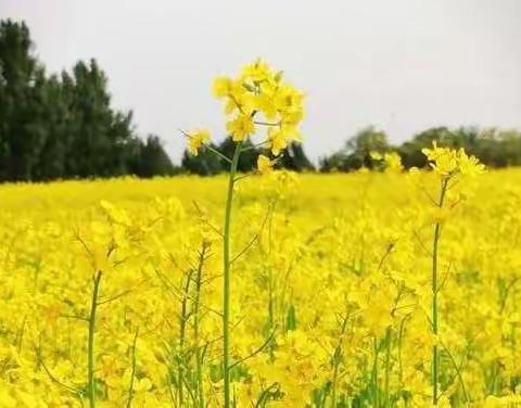 花之缘景区-锁石镇