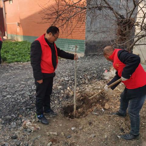 麦岭镇圈刘村：学雷锋义务植树，果树进村促乡村振兴