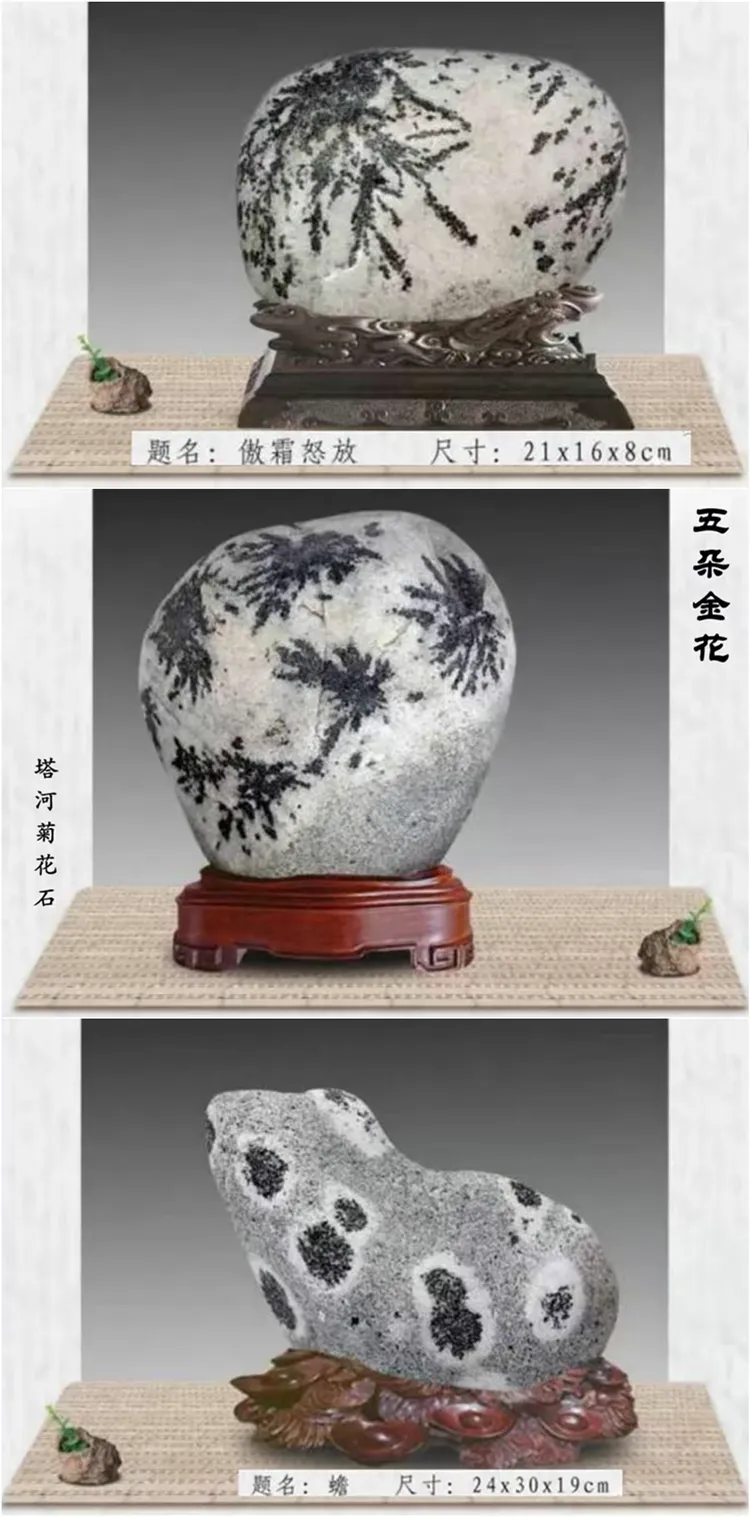 阿克苏塔里木河"菊花石"是石坛又一枝奇葩