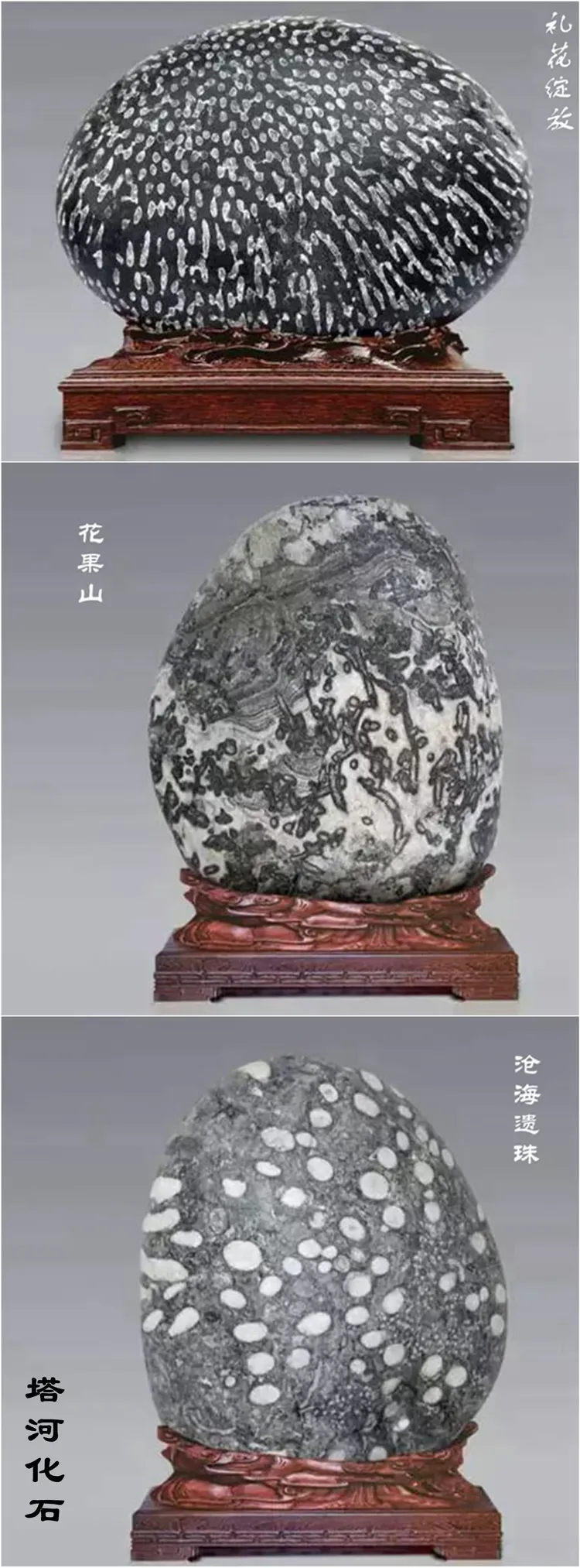 阿克苏塔里木河"菊花石"是石坛又一枝奇葩