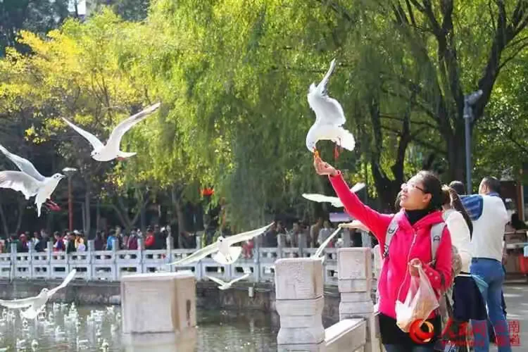 《狎鸥赋》2013年2月15日 一癸已正月初六云南昆明翠湖观鸥