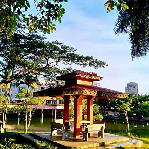 凤凰花开的地方