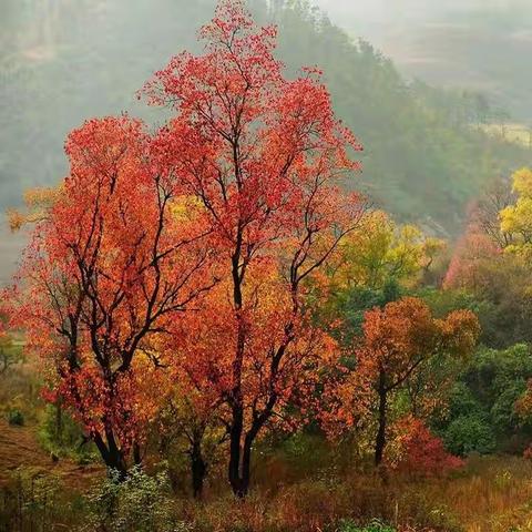 暗香•陌上花