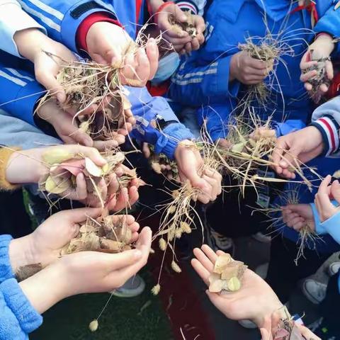 5.2【保护我们的家园】植树活动，我们在路上。