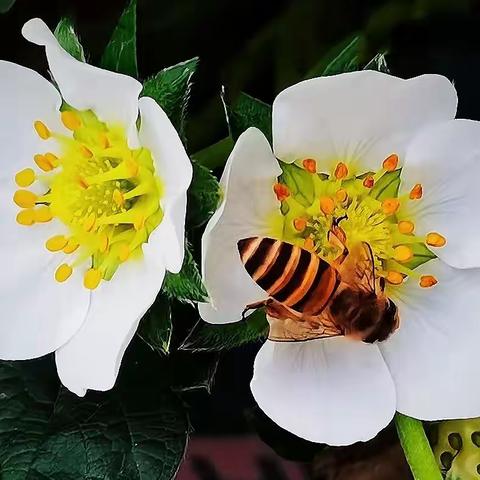 晚秋初冬时 自贡百花谱——秋去冬来我在自贡寻花拍花