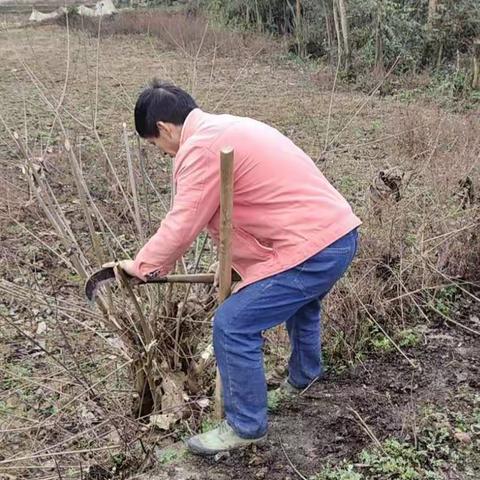 黑桃坪：村民自发当“卫士”     扮靓村庄迎新春