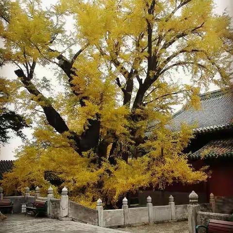 大觉寺，秋意禅绵