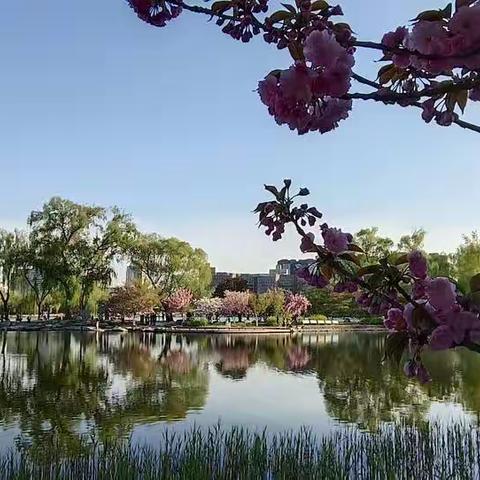 2022年4月15日傍晚   樱花盛开季樱花🌸🌸🌸🌸🌸🌸