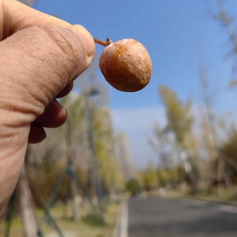 捡白果