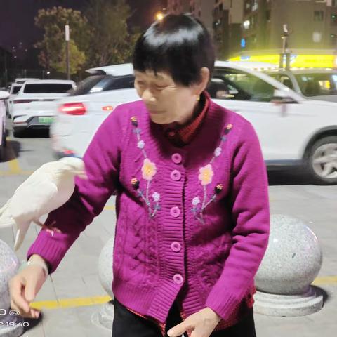 夜逗和平鸽
