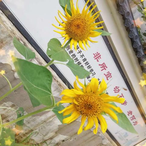 马坊镇卜岗小学----不忘初心    坚守爱与责任