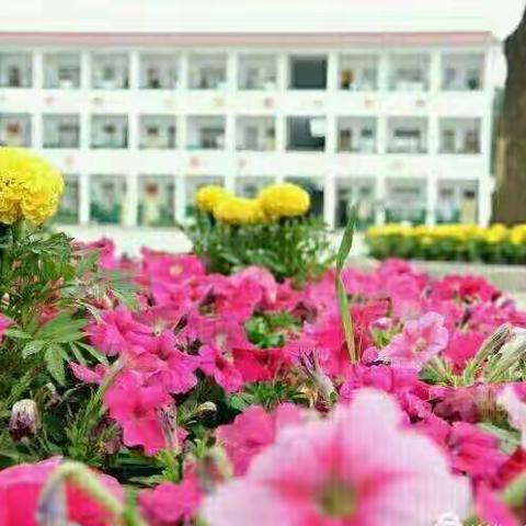 初探思维导图在英语教学中的运用                ——第二实验中学“四棵柳杯”英语课堂教学活动