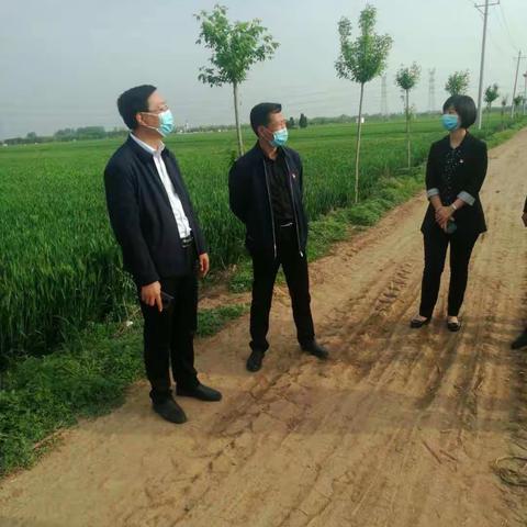 县重点项目领导小组副组长王红旗带领农业农村局相关人员到赵庄镇开展小麦病虫害防治工作督导