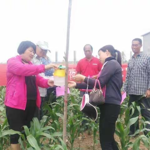 我县安装草地贪夜蛾诱捕器了