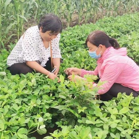县植保站技术人员到我县部分乡镇开展草地贪夜蛾监测设备运行情况检查等工作
