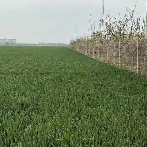 苹果园东这块麦田使用拉多美前后对比