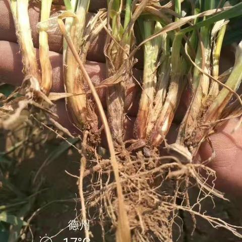 小麦茎基腐病、纹枯病防控正当时！抓紧防控！！