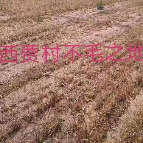 盐碱改良用华鑫  不毛之地创奇迹