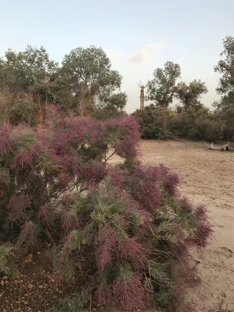红柳……喜欢吃烤羊肉串的都明白啦😏