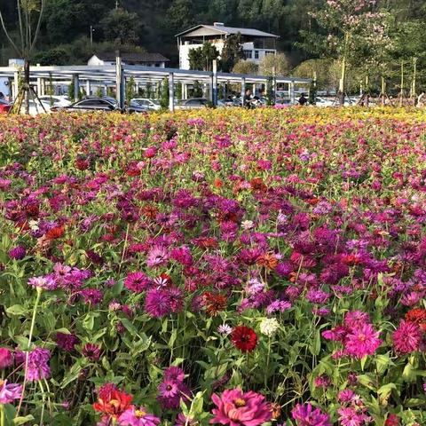 永泰县花海公园国庆、中秋乐翻天