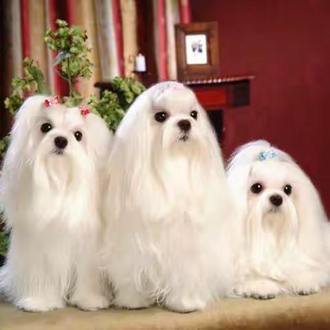 世界名犬