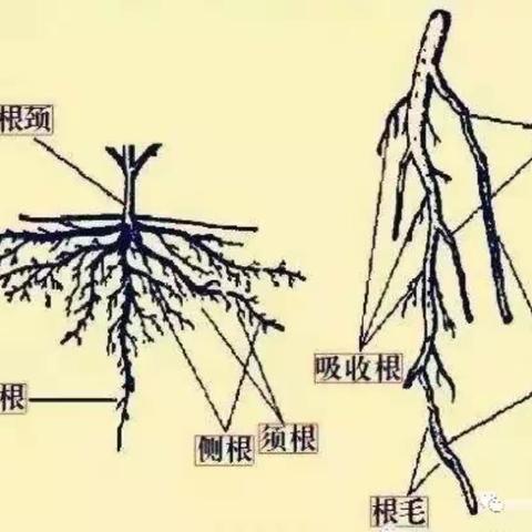 果树根系与叶片和肥料的关系