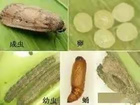 专门咬玉米根的害虫！坏得很，一定要注意！！