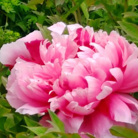 牡丹花开！2024年4月18日宝鸡植物园。