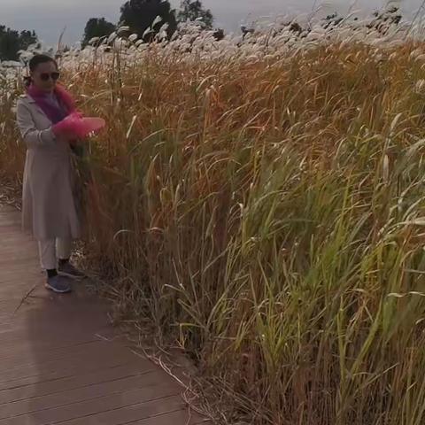 滹沱花海动感芦花荡