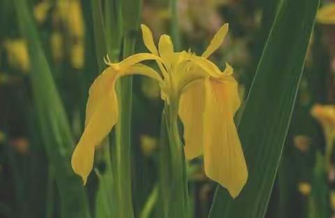 鸢尾花