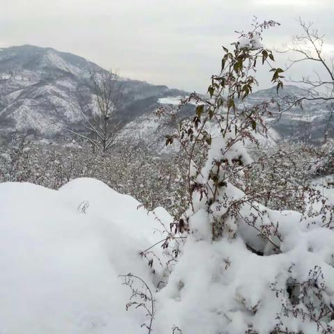 美丽的雪景