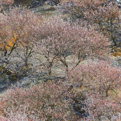 又是一年 杏花满山