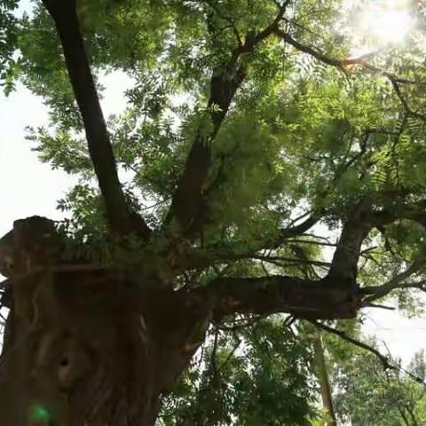 古镇张茅——千年古槐“怀抱槐”