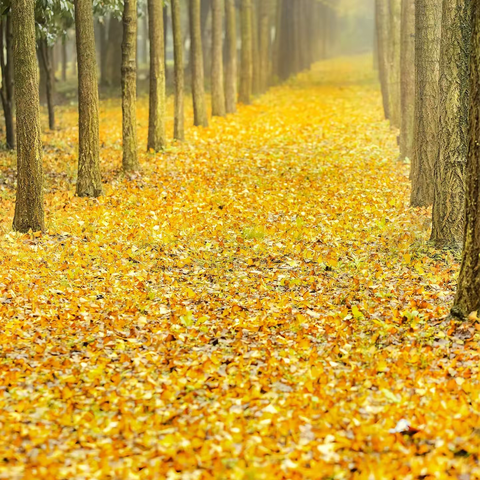 走进自然 ，采访四季---一年级语文综合实践活动。