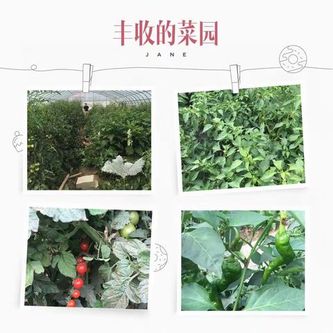 快看！这里有新鲜的蔬菜!（副本）