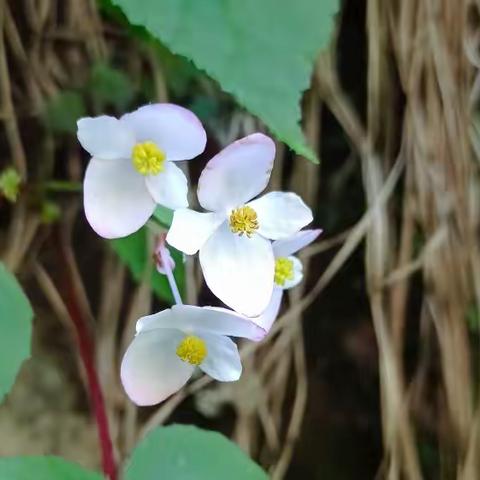嫩丝袅袅，瑶草缕茸茸，如解语。