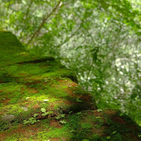 返景入深林，复照青苔上。
